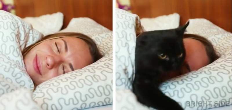 《養貓前vs養貓後》舒適的生活再也回不去了～