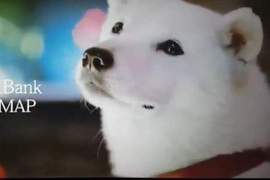 再見了お父さん《白戶家》人氣明星犬「カイくん」離世,享年16歲 再見了お父さん《白戶家》人氣明星犬「カイくん」離世,享年16歲