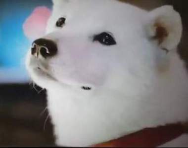 再見了お父さん《白戶家》人氣明星犬「カイくん」離世,享年16歲 再見了お父さん《白戶家》人氣明星犬「カイくん」離世,享年16歲
