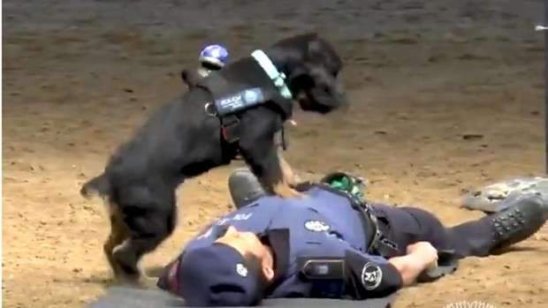 《警犬也會做CPR》西班牙警犬就是這麼聰明 《警犬也會做CPR》西班牙警犬就是這麼聰明