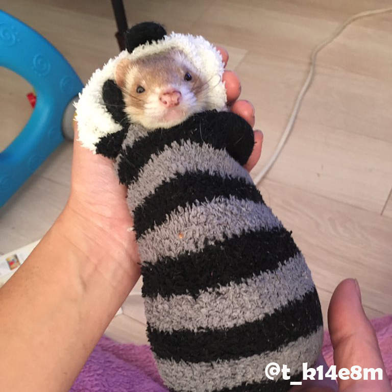 是天使❤《睡在襪子裡的雪貂》主人穿過的襪子睡起來比較有味道嗎？ww