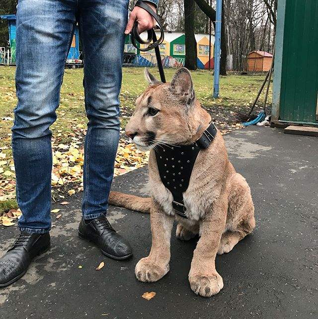 《戰鬥民族的寵物「美洲獅」》就連養的「貓」都這麼強大... 《戰鬥民族的寵物「美洲獅」》就連養的「貓」都這麼強大...