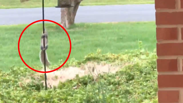 《偷吃不到鳥飼料的松鼠》松鼠「這桿子...怎麼爬不上去啊~~」 《偷吃不到鳥飼料的松鼠》松鼠「這桿子...怎麼爬不上去啊~~」