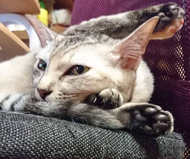 《貓的瑜珈睡姿》連睡覺也要比創意的喵星人們...