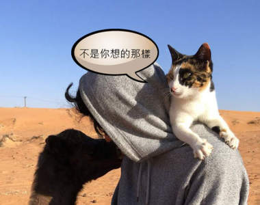 《貓與駱駝的關係》事情絕對不像你想的那樣XD 《貓與駱駝的關係》事情絕對不像你想的那樣XD