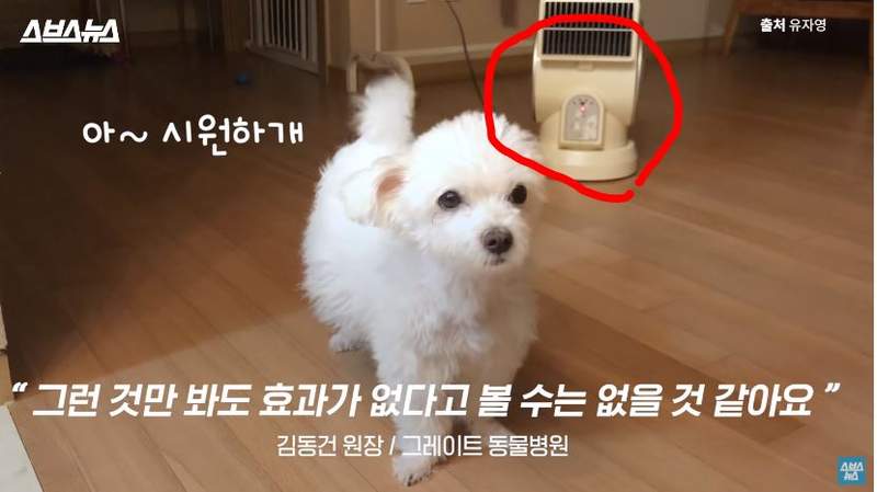 算是蠻重要的冷知識？《電風扇對狗狗是沒用的？》原來牠們更愛這個啊