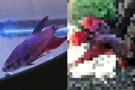 網友在超市買下《斷尾鬥魚》超強生命力讓牠重生變成不可思議的... 網友在超市買下《斷尾鬥魚》超強生命力讓牠重生變成不可思議的...