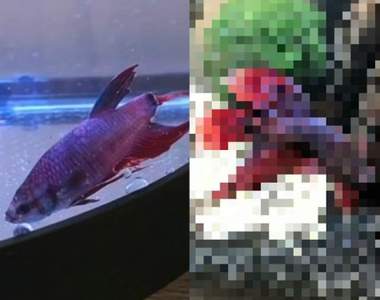 網友在超市買下《斷尾鬥魚》超強生命力讓牠重生變成不可思議的... 網友在超市買下《斷尾鬥魚》超強生命力讓牠重生變成不可思議的...