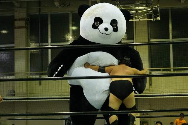 《熊貓系摔角選手》日本摔角史上最大隻選手《安德烈熊貓》