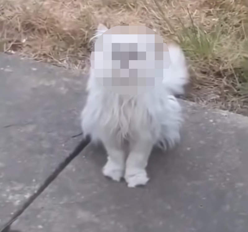 Instagram移除《羞辱貓的影片》到底是什麼長相讓大男人驚聲尖叫..... Instagram移除《羞辱貓的影片》到底是什麼長相讓大男人驚聲尖叫.....
