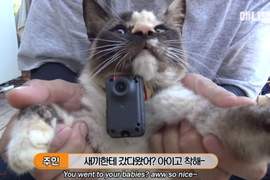 飼主被貓搞糊塗《把孩子支開的貓媽媽》為什麼不把孩子留在身邊呢? 飼主被貓搞糊塗《把孩子支開的貓媽媽》為什麼不把孩子留在身邊呢?