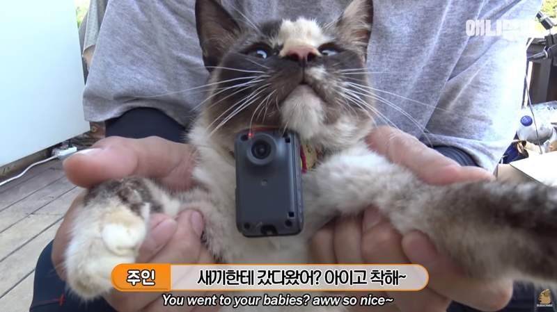 飼主被貓搞糊塗《把孩子支開的貓媽媽》為什麼不把孩子留在身邊呢? 飼主被貓搞糊塗《把孩子支開的貓媽媽》為什麼不把孩子留在身邊呢?