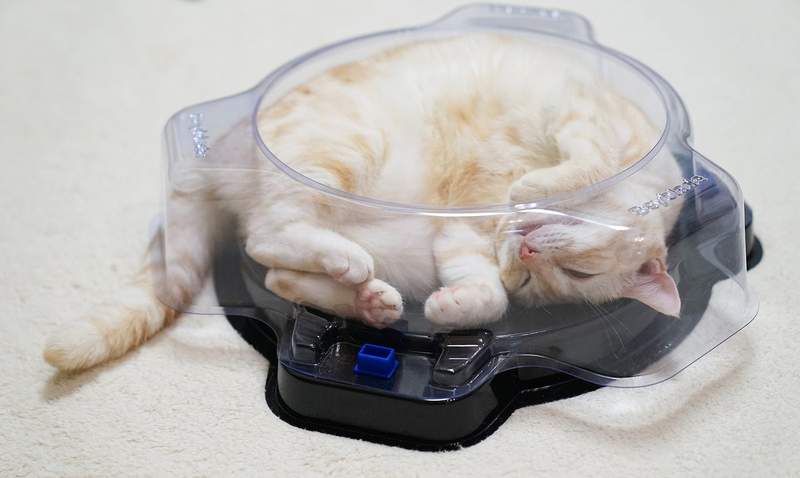 《貓版戰鬥陀螺》簡直懷疑戰鬥盤是為喵星人設計的超合尺寸感♪