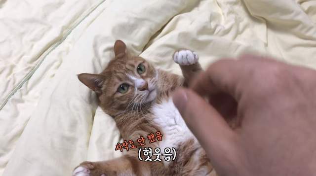 《貓奴想訓練貓結果反而被咬》喵星人表示：想控制我？想的美ΦωΦ