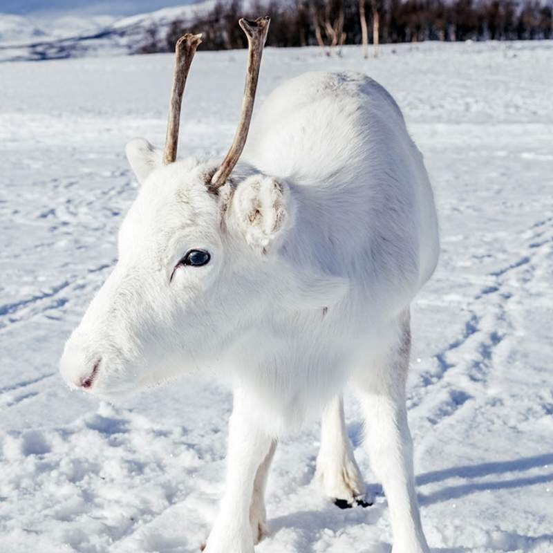 白雪中的精靈《白色馴鹿》攝影師拍下仙照讓網友大讚這顏色真的美