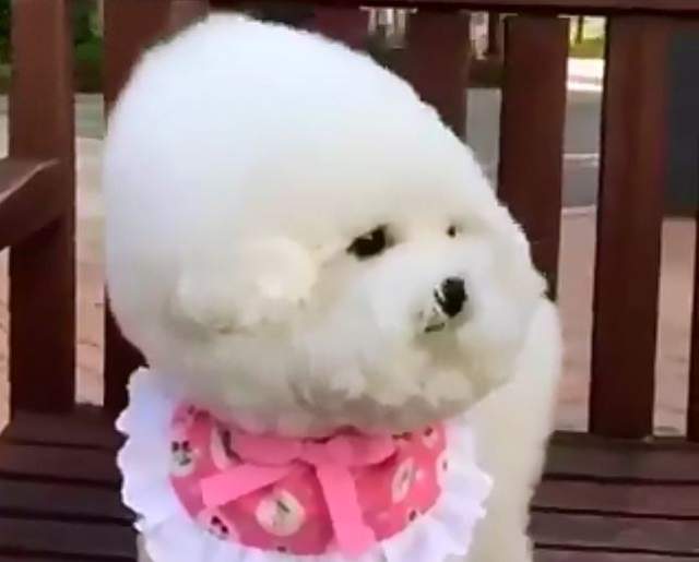 吹的我的髮型都亂了w《遇到強風就變形的比熊犬》無助眼神超萌