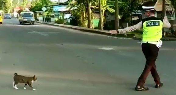 超暖心的畫面《幫助貓咪過馬路的警察》更神奇的是牠也聽得懂♥