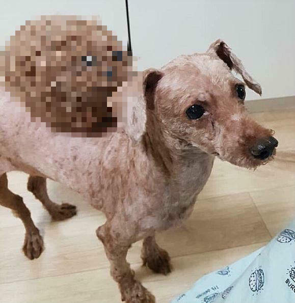 得知主人在背上放自己《剃毛後的狗毛氈》哀怨度破表w