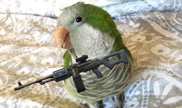 《鸚鵡模仿開槍叫》戰鬥民族飼養的鳥類果然很不一樣……