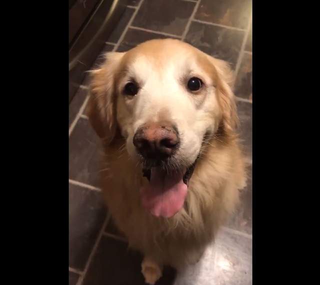 萌寵新挑戰《讓狗咬雞蛋但不能破》跟風前務必了解自家毛小孩個性才行（重要）