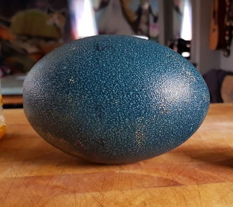 在ebay上買《神秘綠蛋》孵出「生命」後一段愛與希望的故事就此展開 在ebay上買《神秘綠蛋》孵出「生命」後一段愛與希望的故事就此展開