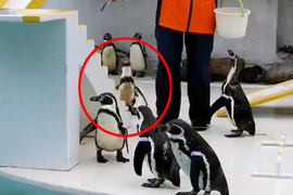動物園餵食企鵝意外發現《企鵝出現BUG》這似曾相似的畫面...是卡點啊XDD 動物園餵食企鵝意外發現《企鵝出現BUG》這似曾相似的畫面...是卡點啊XDD