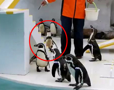 動物園餵食企鵝意外發現《企鵝出現BUG》這似曾相似的畫面...是卡點啊XDD 動物園餵食企鵝意外發現《企鵝出現BUG》這似曾相似的畫面...是卡點啊XDD