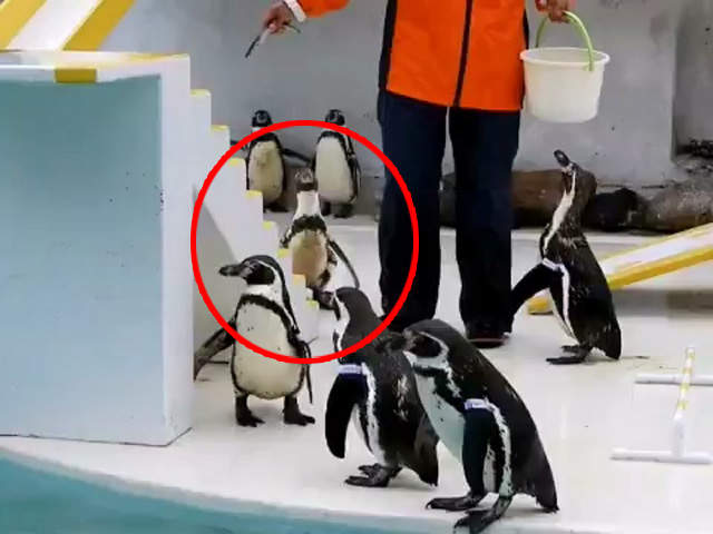 動物園餵食企鵝意外發現《企鵝出現BUG》這似曾相似的畫面...是卡點啊XDD