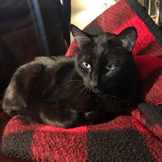 不可思議的故事《失蹤五年的貓》原來這些年牠都在隔壁阿...... 不可思議的故事《失蹤五年的貓》原來這些年牠都在隔壁阿......