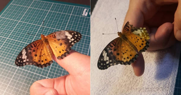 民間有醫龍？韓國網友分享自己幫《蝴蝶手術的過程》紅到上訪談節目