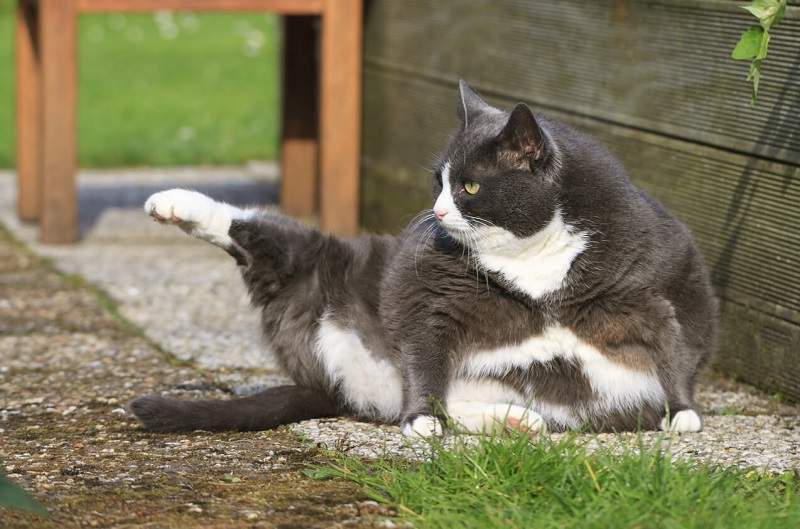 幸福肥是真的《談戀愛會變胖》多一個人一起吃飯喝酒想不胖都難
