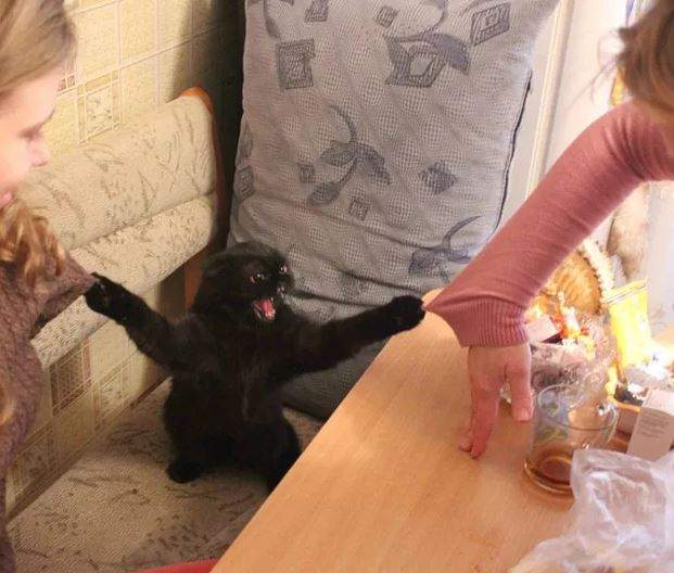 平平都是寵物《養貓與養狗的主人有什麼差別》養貓根本自虐阿w