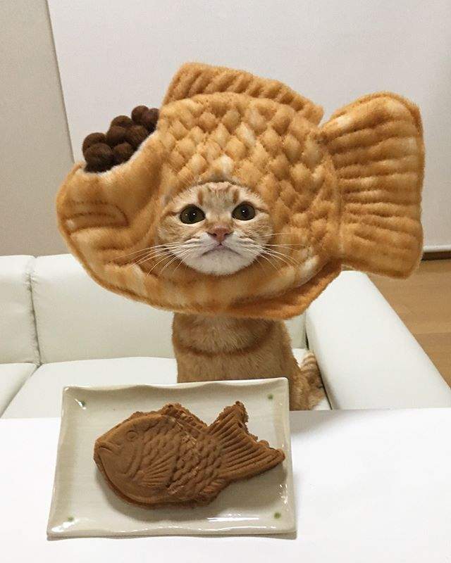 《貓奴是貓咪頭套狂熱者》看看這可愛的鯛魚燒、麵包喵星人~太犯規了 《貓奴是貓咪頭套狂熱者》看看這可愛的鯛魚燒、麵包喵星人~太犯規了