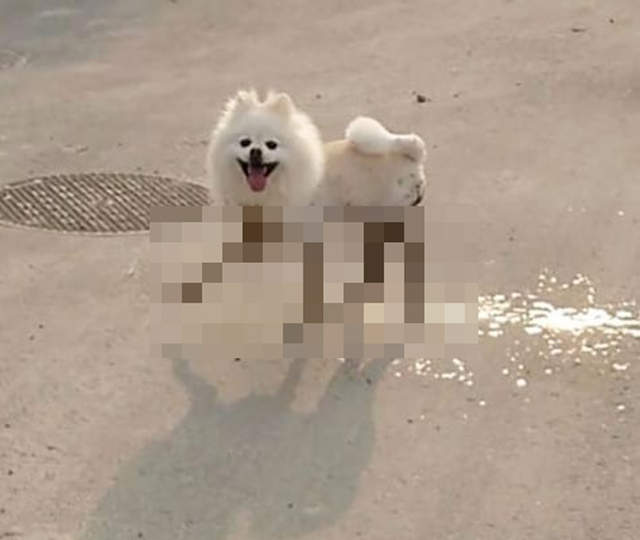 狗狗《黑絲襪美腿》泥巴裡滾了一圈突然有性感大長腿了