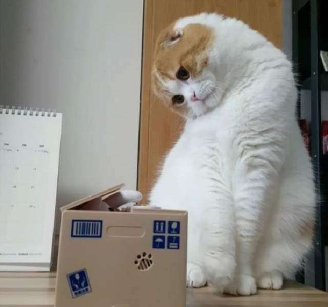 《貓咪看到貓咪存錢筒的反應》奇怪，怎有個跟我長的很像的傢伙在那裡