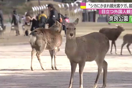奈良觀光必小心《奈良公園鹿傷人案件大增》要餵就餵不要耍人家…… 奈良觀光必小心《奈良公園鹿傷人案件大增》要餵就餵不要耍人家……