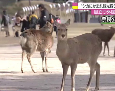 奈良觀光必小心《奈良公園鹿傷人案件大增》要餵就餵不要耍人家…… 奈良觀光必小心《奈良公園鹿傷人案件大增》要餵就餵不要耍人家……