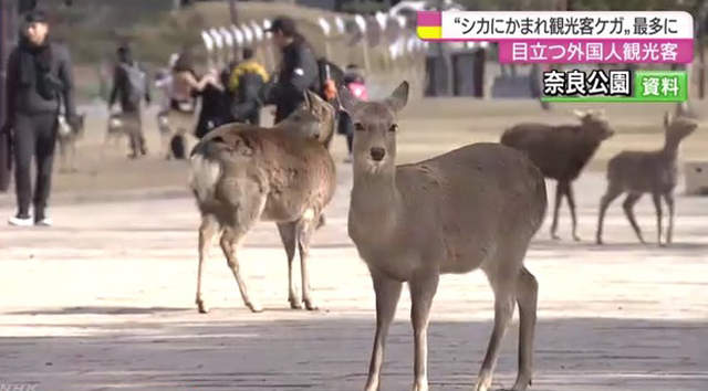 奈良觀光必小心《奈良公園鹿傷人案件大增》要餵就餵不要耍人家……