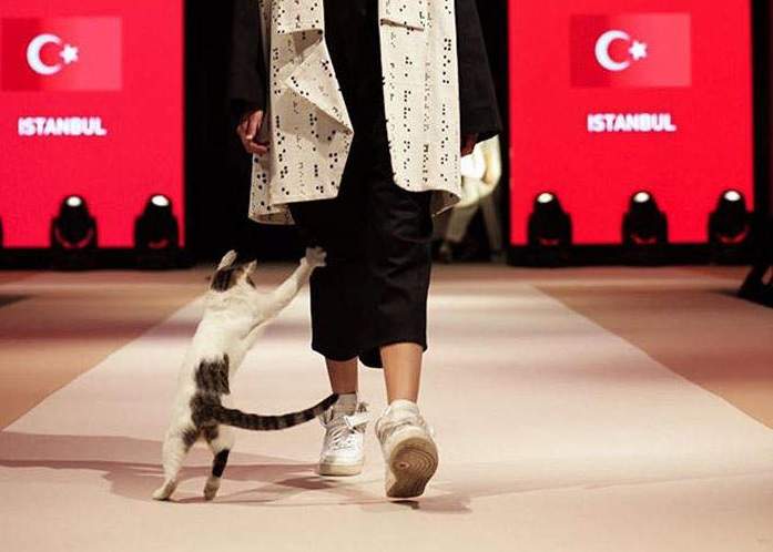 《亂入時尚秀的貓》看看誰走的才是真正的貓步 《亂入時尚秀的貓》看看誰走的才是真正的貓步