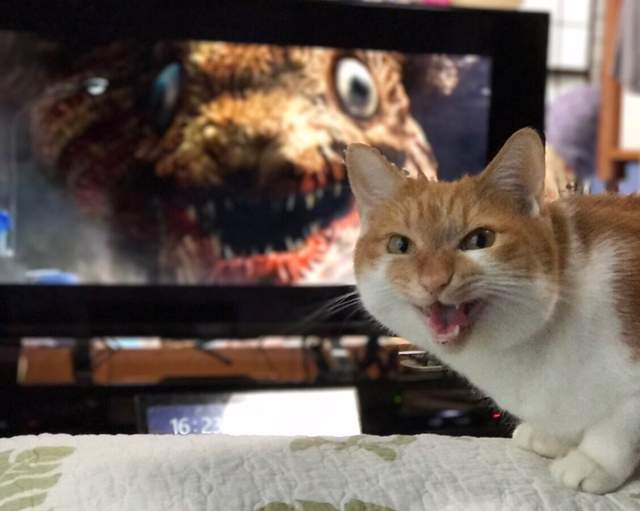 推特大流行《再也拍不到的奇蹟一瞬間》各種奇蹟美景宛如攝影集一般 推特大流行《再也拍不到的奇蹟一瞬間》各種奇蹟美景宛如攝影集一般