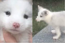長大之後都不吃狗飼料《主人誤會半年的狐狸犬》真面目竟然是真狐狸 長大之後都不吃狗飼料《主人誤會半年的狐狸犬》真面目竟然是真狐狸