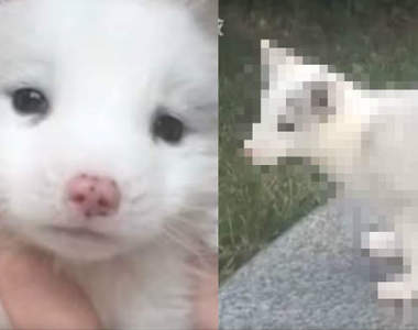 長大之後都不吃狗飼料《主人誤會半年的狐狸犬》真面目竟然是真狐狸 長大之後都不吃狗飼料《主人誤會半年的狐狸犬》真面目竟然是真狐狸