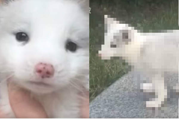 長大之後都不吃狗飼料《主人誤會半年的狐狸犬》真面目竟然是真狐狸 長大之後都不吃狗飼料《主人誤會半年的狐狸犬》真面目竟然是真狐狸