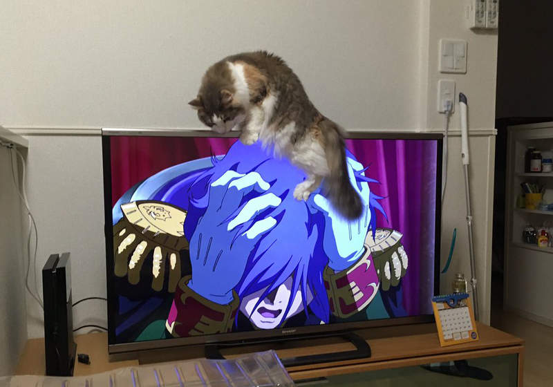 《貓與電視的奇蹟連動》不要爬到我頭上~誰快來把這隻貓帶開啊啊啊(抱頭) 《貓與電視的奇蹟連動》不要爬到我頭上~誰快來把這隻貓帶開啊啊啊(抱頭)