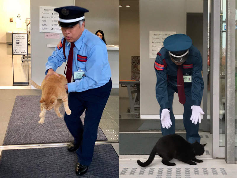 警衛苦惱阻擋《想進入美術館的貓》你們沒買門票不能進去啦~(擋)