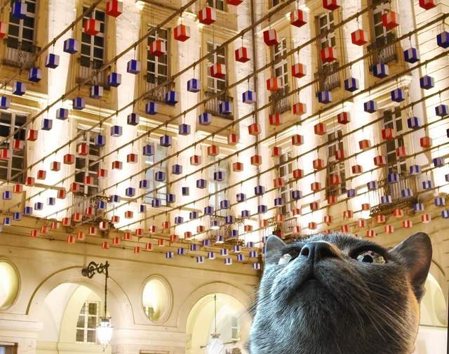 《喵的自拍照》POSE姿勢真是渾然天成的優雅