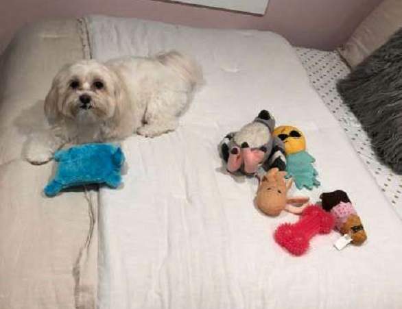 《想跟你分享玩具的狗》我想他應該把你當成狗了吧(?) 《想跟你分享玩具的狗》我想他應該把你當成狗了吧(?)