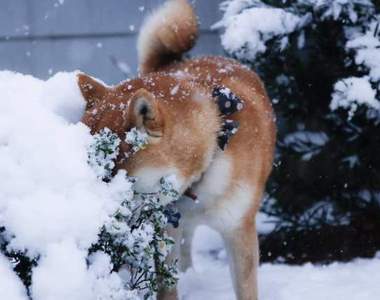 看到雪好興奮《飛撲到雪地裡的狗》咚的一聲不見狗影~ 看到雪好興奮《飛撲到雪地裡的狗》咚的一聲不見狗影~