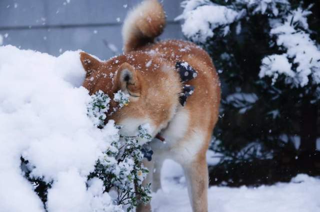 看到雪好興奮《飛撲到雪地裡的狗》咚的一聲不見狗影~ 看到雪好興奮《飛撲到雪地裡的狗》咚的一聲不見狗影~