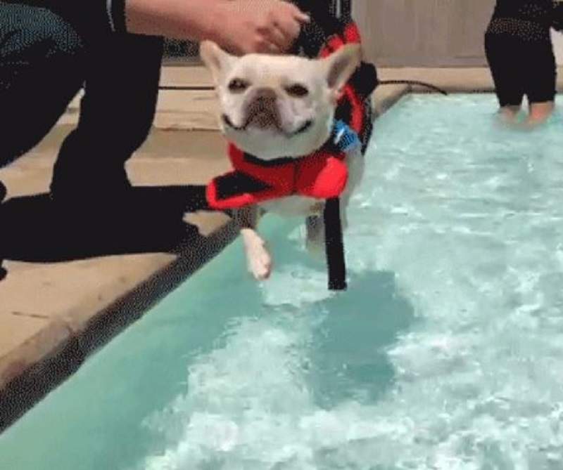 有發現狗狗沒碰水也會《空中游泳》嗎？狗爬式行為太可愛啦～